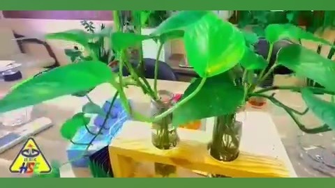 ویدیو، مدیریت سبز در مجتمع پتروشیمی خارک